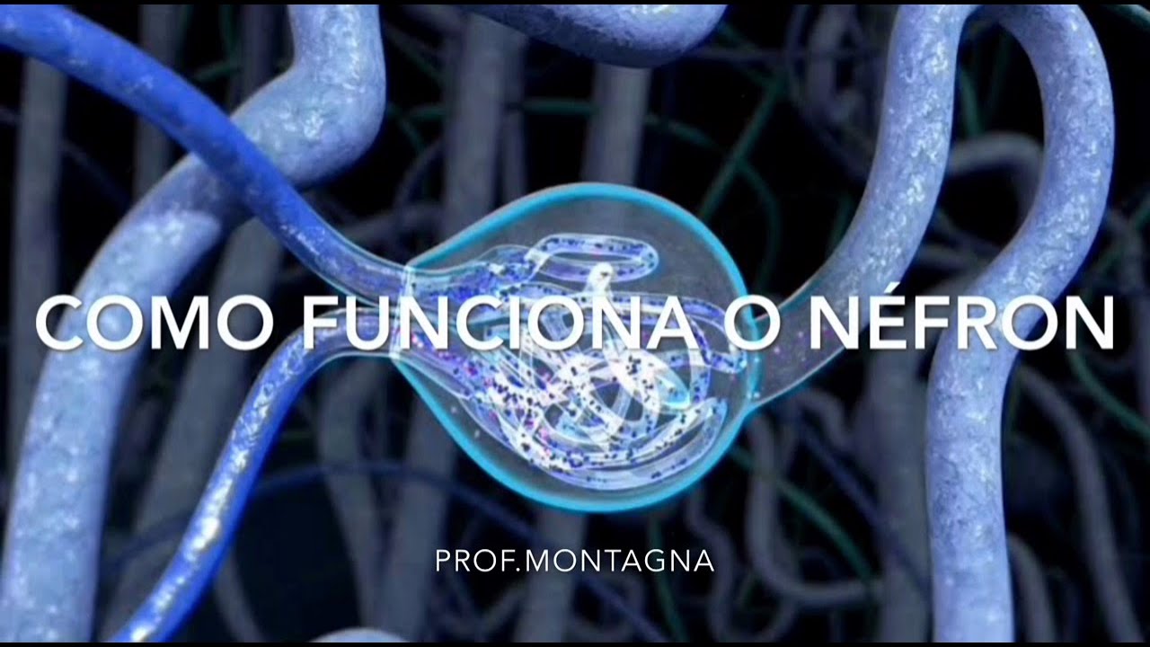 Como Funciona O Néfron? - Prof.Montagna