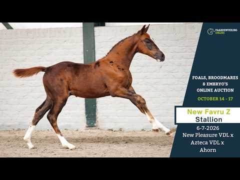 youtube preview