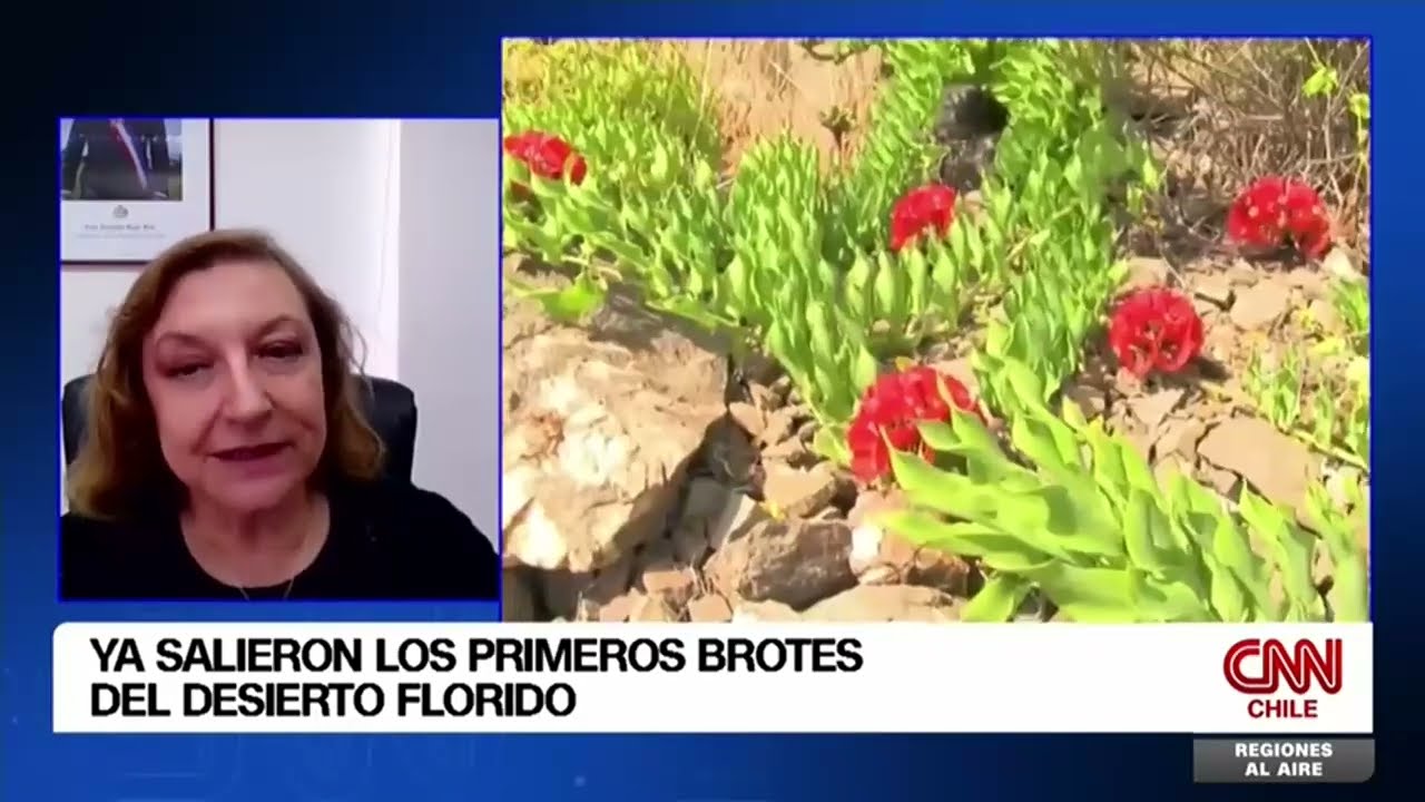 Aida Baldini, directora ejecutiva CONAF: "Ya salieron los primeros brotes del desierto florido"