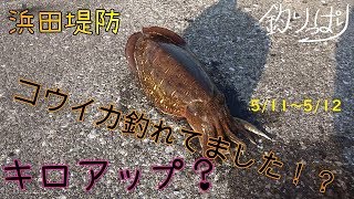 【館山釣り情報】イカがいいかも！？ついに妻が顔出しますSP　5/11～5/12【釣りっぱり】