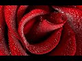 Enya - Silver Inches - Em Plena Paz Enya - Silver Inches