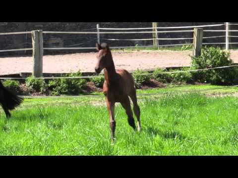 Hengstfohlen von Goldberg