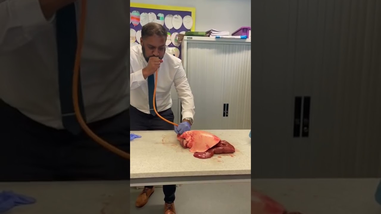 Sci Lab Experiment With Human Lungs ⚡⚡❤️