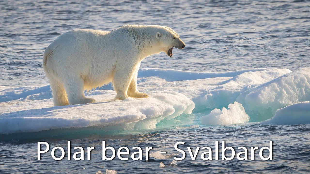 Polar bear encounter on the Arctic Ocean. Archipelago of Svalbard.