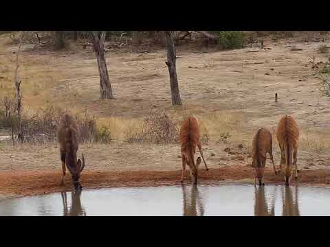Djuma: Nyalas - 10:45 - 10/21/19