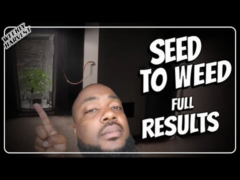 Weekly Harvest | Introducing The Easiest Set & Forget Cannabis Grow Method with Spider Farmer