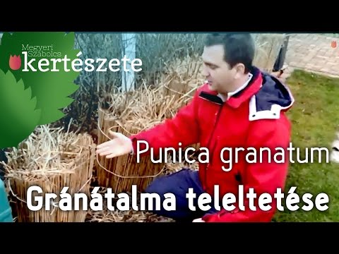 , title : 'Gránátalma téli takarása - Gránátalma teleltetése - Punica granatum'