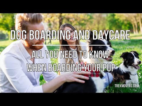 DOG BOARDING AND DAYCARE: ALL YOU NEED TO KNOW WHEN BOARDING YOUR PUP 🚍 - TrekMovers