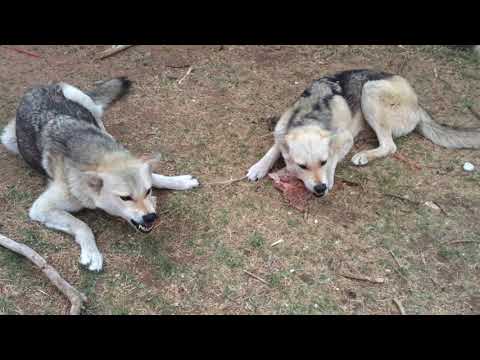download lagu mp3 mp4 Coydog, download lagu Coydog gratis, unduh video klip Coydog