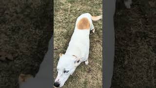 Video preview image #1 Siberian Husky-Unknown Mix Puppy For Sale in Green Forest, AR, USA