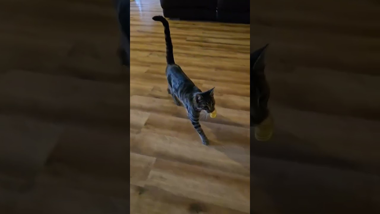 Enlarge Drew, a Adoptable Tabby in Tehachapi, CA video 4/4