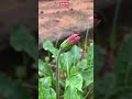 Flower Bud Status Flower Status Red Flower Garden Flower Short Status