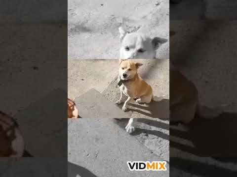 angam Shun u katun en hamerashx mi amanic ker utum.Isk TURQN CHGITES INCH KENDANIYA.