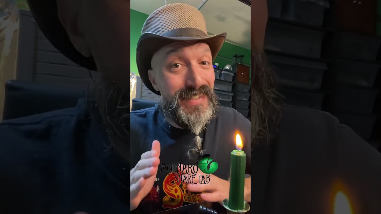 🐍He finally ate!🧪 #shorts #dontgiveup #normalisboring #royalpython #ballpython #molinarosnakelab