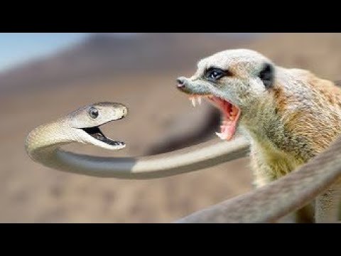 Amazing Black Mamba vs Mongoose Fight To Death   Best Snake Attack In Africa