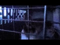 Blu The Siamese Tabby Mix Meowing In Carrier