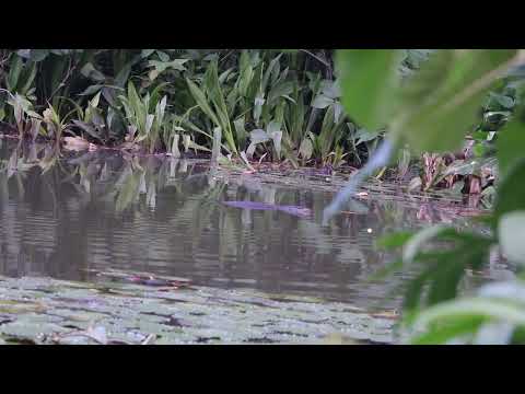 Monitor Lizard 4 (Swimming)