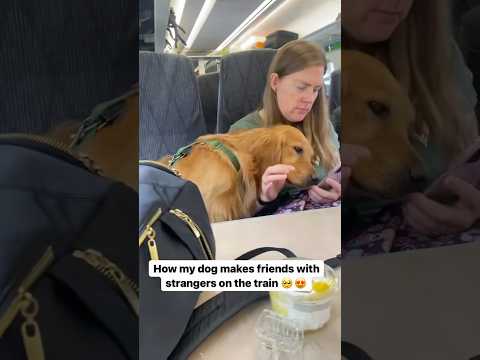 My dog likes to make friends with strangers #funnydogs #cutedog #doglove #friends #pets #funny