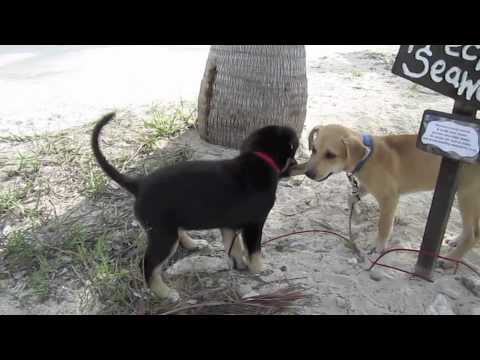 Potcake's Bahamian Dogs