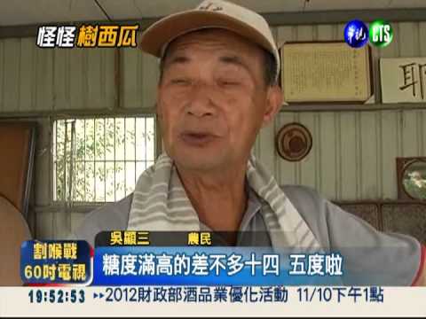 非洲西瓜長樹上 想吃得"鋸"開!