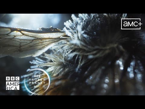 How A Queen Bee Survives the Winter 🐝 Frozen Planet II | BBC America
