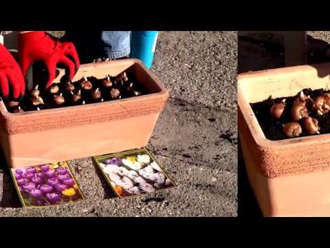 Tavaszi hagymások ültetése 2.