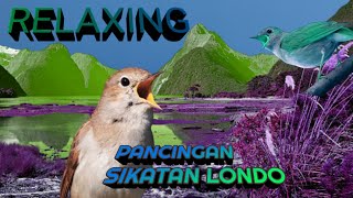 Download lagu Pancingan Sikatan Londo   Relaxing Nightingale Singing mp3