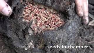 Rafflesia Seeds