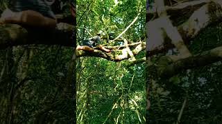 Download lagu Ranting kayu hidup yang berlubang - pesona alam semulajadi. mp3 Download lagu Ranting kayu hidup yang berlubang - pesona alam semulajadi. mp3