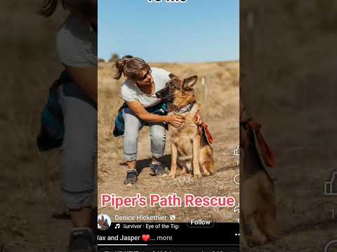 Jasper, an adoptable German Shepherd Dog in Temecula, CA_image-1