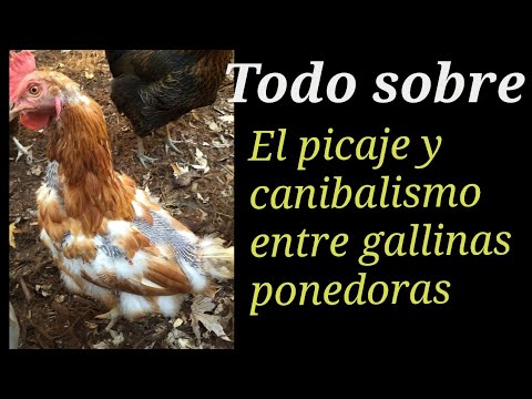 , title : 'Picaje de plumas y canibalismo entre gallinas ponedoras, causas y soluciones de este grave problema'