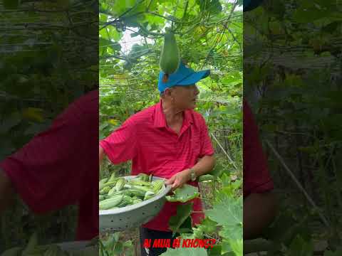 Ai mua bí không