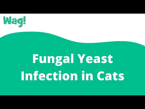 Fungal Yeast Infection in Cats | Wag!