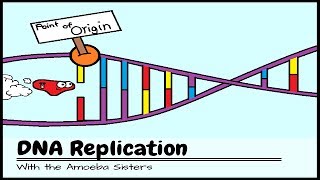 DNA Replication: The Cell's Extreme Team Sport