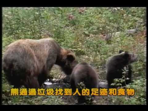 温哥华枪牌猎牌课程视频教学（1）熊的习性