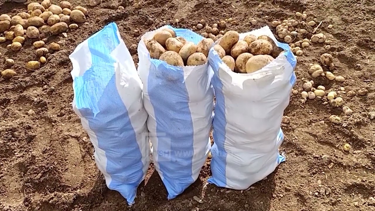 Grumbullimi i patates, prodhim i mbarë dhe me cilësi të lartë