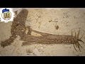 15 Unbelievable Fossil Discoveries - YouTube