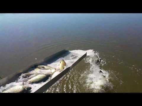 Populare 700 KG Crap - 15 Septembrie 2017