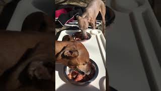 Dogs Eat #33 Raw Dog Food Eating Outside Sunny Morning