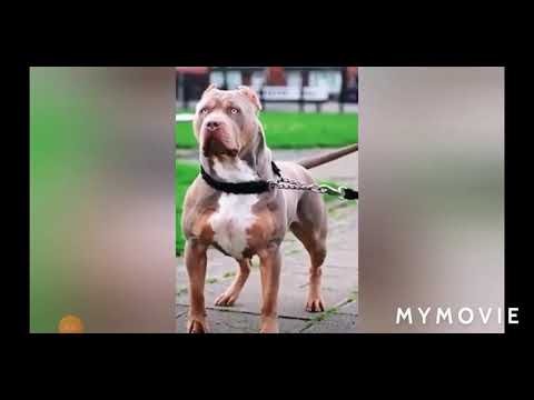 pitbull mass