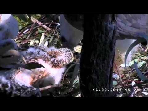 Sea eagle 15-09-13  15:28:29 dinner macro - feathers zoomxxx