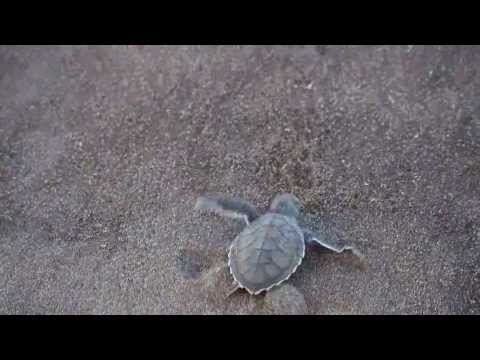 Un bébé tortue verte (chelonia mydas) se