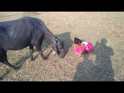 Hanshitha baffolo songs