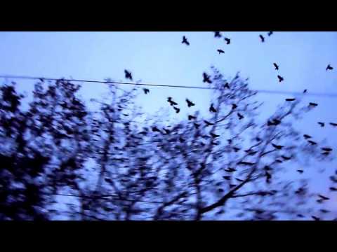 [HD] Sárbogárdi reggel 2011.12.28