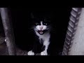 Why Do Cats Meowing And Hisses