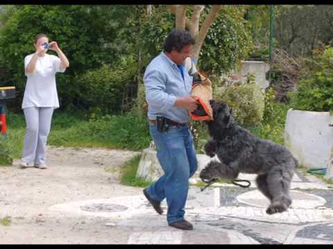 Nobel - "The Great Bouvier des Flandres"