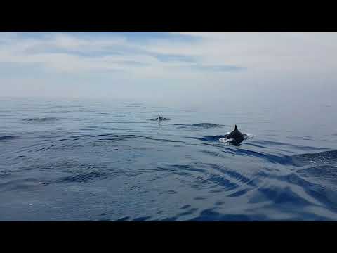 Video delfini nelle acque dell'Elba