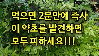 먹으면 2분안에 즉사  사약의 재료인 초오와 천남성  발견하시면 그냥 지나치세요