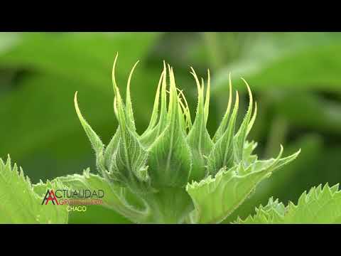 Cultivo de Girasol - Pampa Landriel Provincia del Chaco - Ing. Agr. José Maria Muñoz - primera parte
