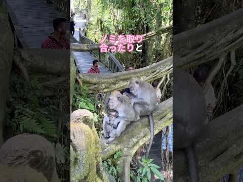 猿の自撮り写真を巡る争いで和解が模索中